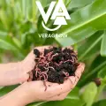 Veragrow : quand les vers de terre révolutionnent l’agriculture
