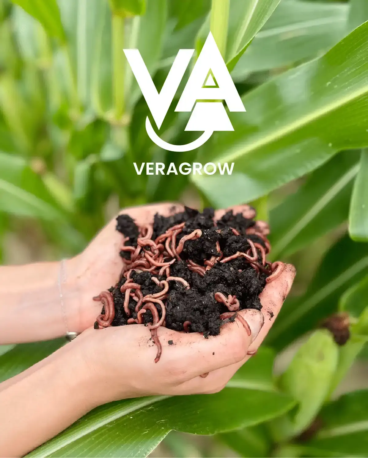 Veragrow producteur de biostimulants